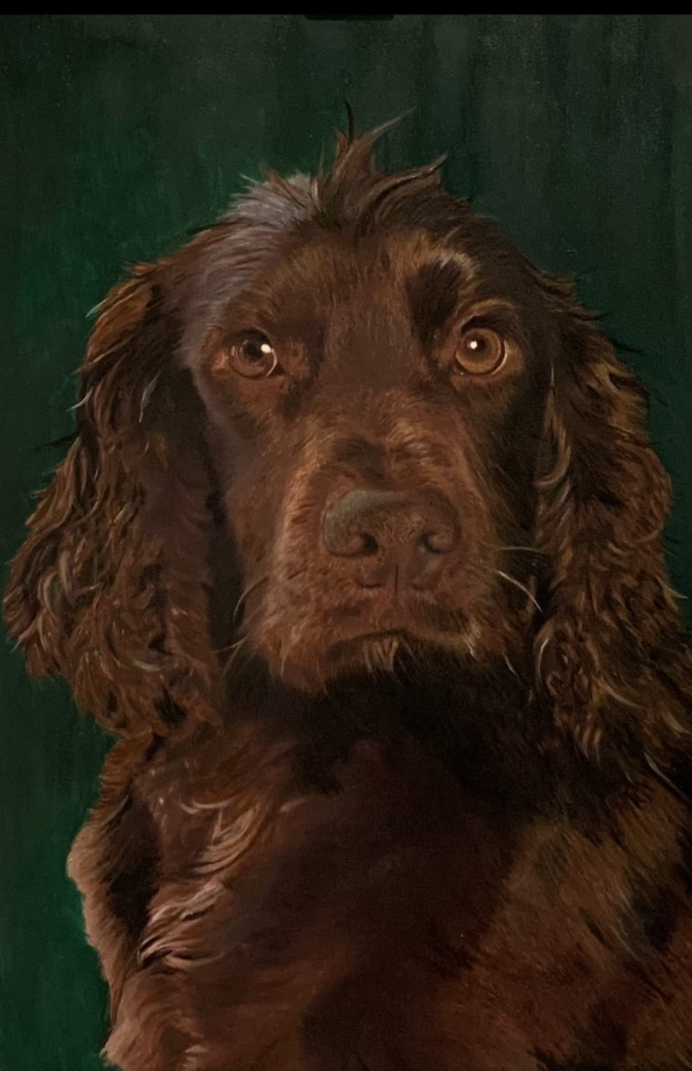 Megan – 3-Year-Old Spaniel